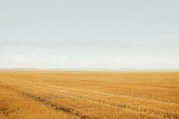 Field after harvest. Rural Road. Concept of autumn. 