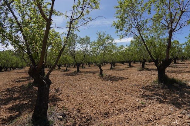 A field of almond trees with a blue sky in the background.