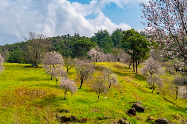 A field of almond trees with the word almonds on the bottom