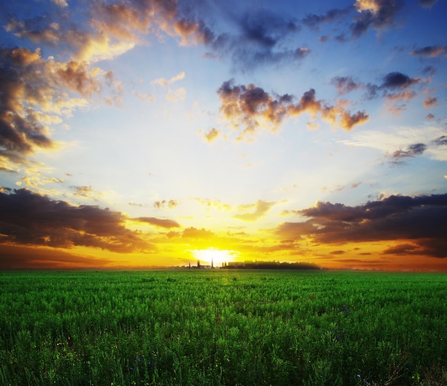 Field on a background of the blue sky