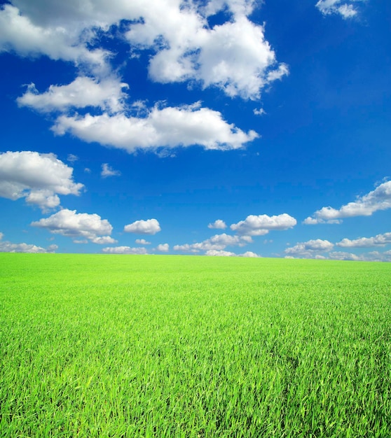 Field on a background of the blue sky