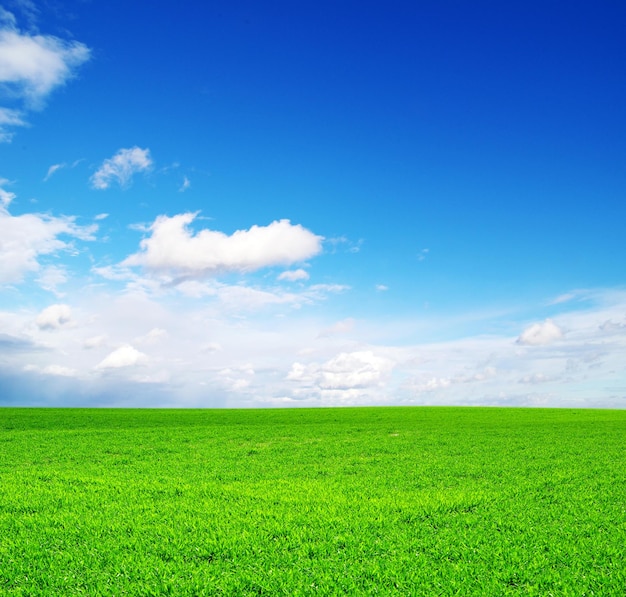 Field on a background of the blue sky