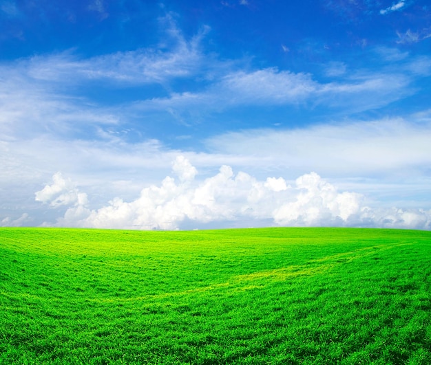 Field on a background of the blue sky