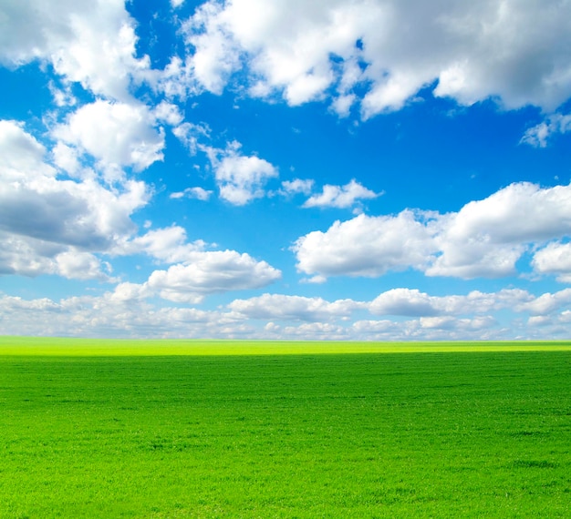 Field on a background of the blue sky