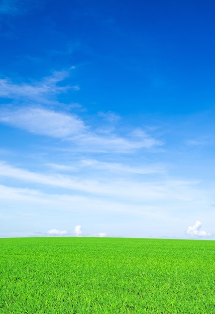 Field on a background of the blue sky