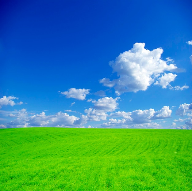 Field on a background of the blue sky