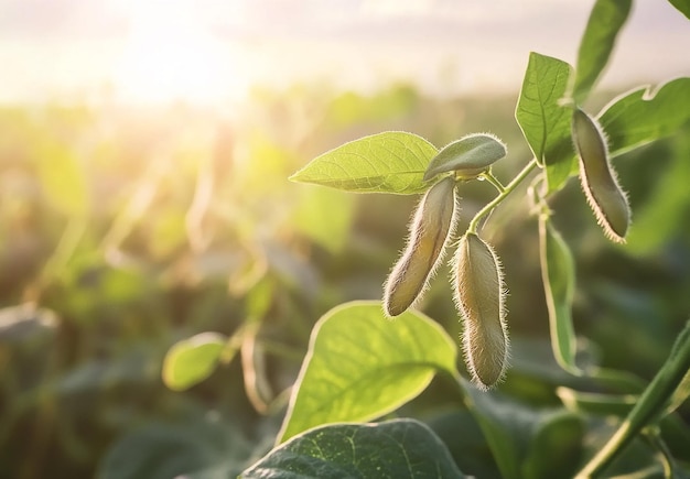 Photo a field of beans with the sun shining behind them