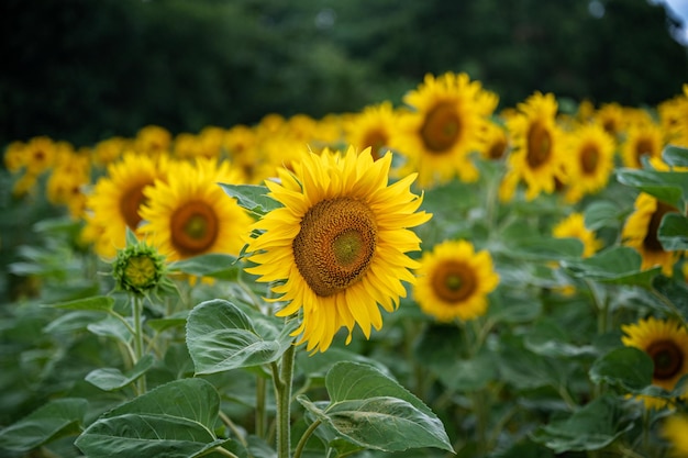 Field of beautiful blooming yellow sunflowers