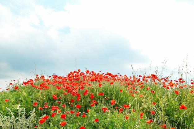 Field of beautiful red poppies with green grass