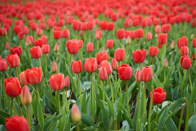 Field of beautiful red tulips in spring time