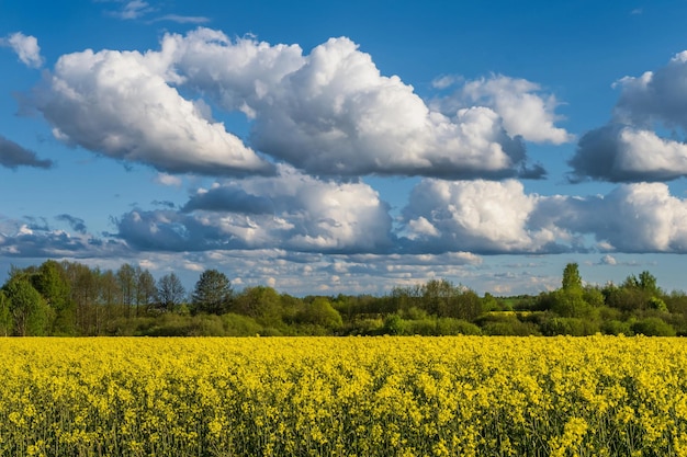 Field of beautiful springtime golden flower of rapeseed canola colza in Latin Brassica napus with sky background and beautiful clouds rapeseed is plant for green industry