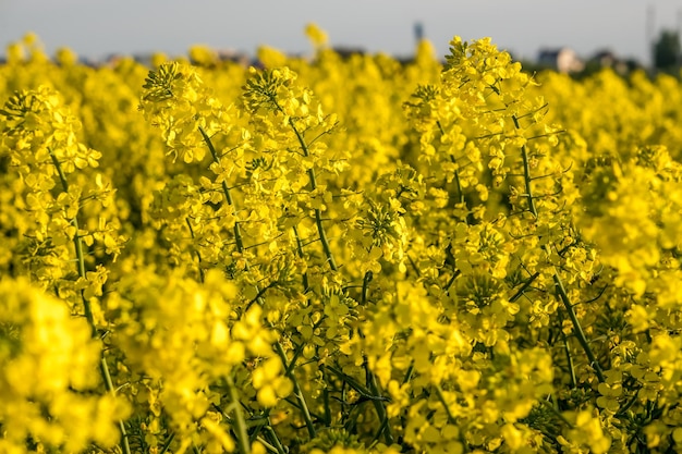 Field of beautiful springtime golden flower of rapeseed is plant for green industry