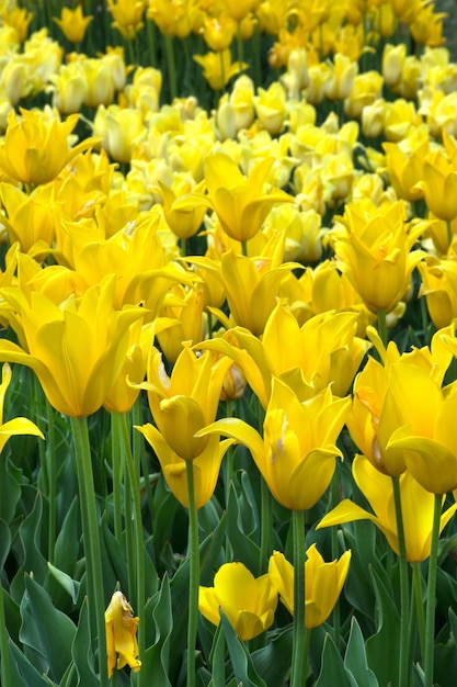 Field of beautiful yellow tulips Spring nature background