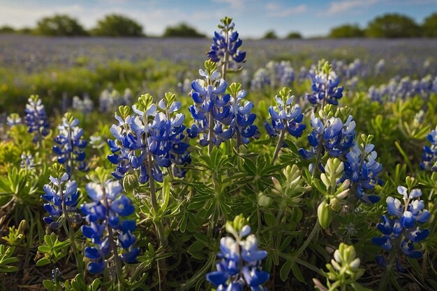 Photo a field of blooming bluebonnets