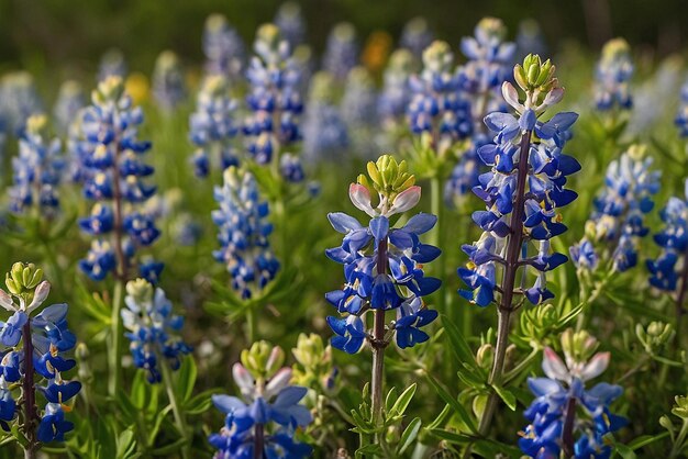 Photo a field of blooming bluebonnets