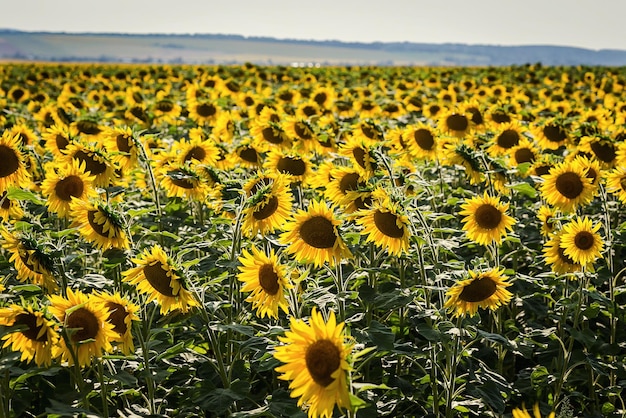 Field of blooming bright yellow sunflowers on a summer day background