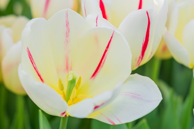 Field of blooming colorful tulips, spring flowers in the garden