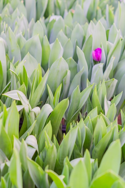 Field of blooming colorful tulips vertical background