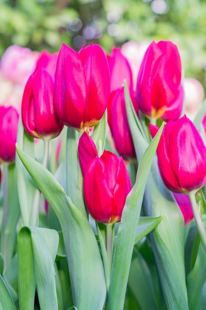 Field of blooming colorful tulips