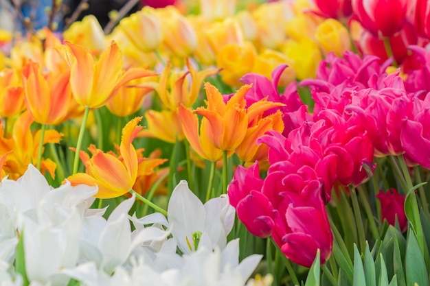 Field of blooming colorful tulips