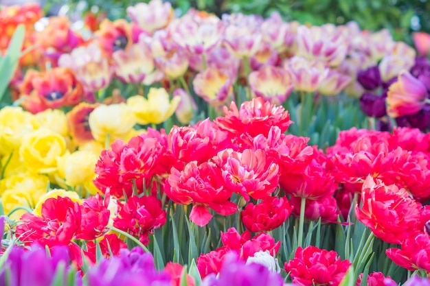 Field of blooming colorful tulips