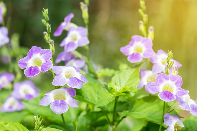 Field of blooming flowers or grass