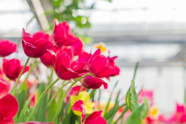 Field of blooming multicolored tulips, spring flowers in the garden