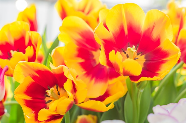 Field of blooming multicolored tulips