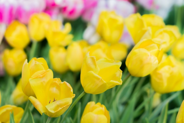 Field of blooming multicolored tulips