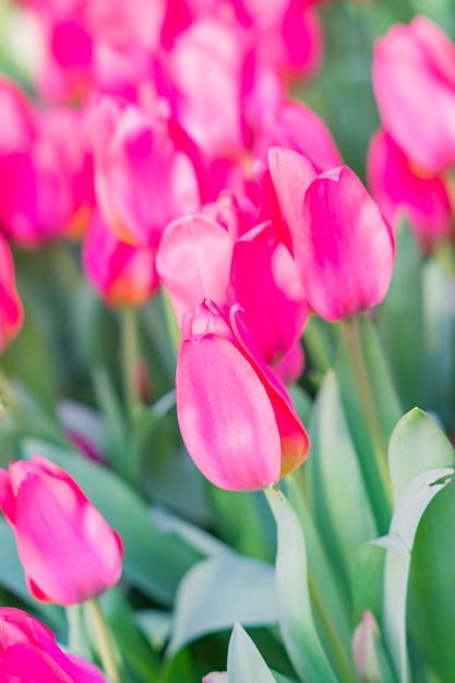 Field of blooming multicolored tulips