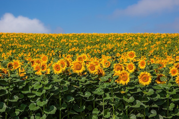 A field of blooming sunflowers against a blue sky on a sunny day