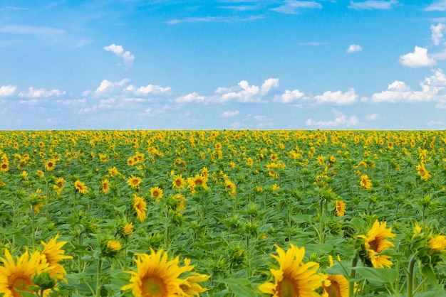 Field of blooming sunflowers against the blue skyTextured background natural background