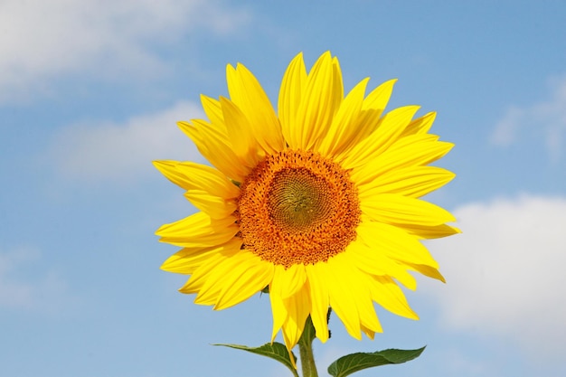 Field of blooming sunflowers on a background blue sky