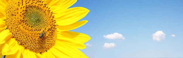 Field of blooming sunflowers on a background blue sky