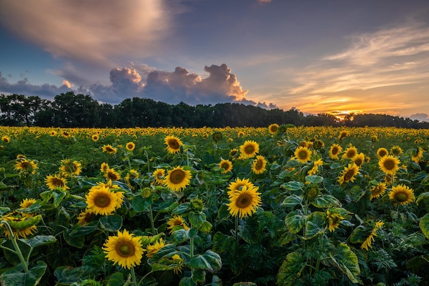 Field of blooming sunflowers on a background sunset Beautiful summer landscape