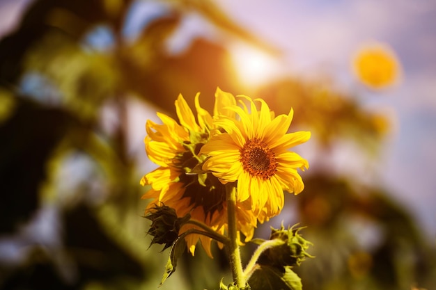 Field of blooming sunflowers on a background sunset Natural background Summer time