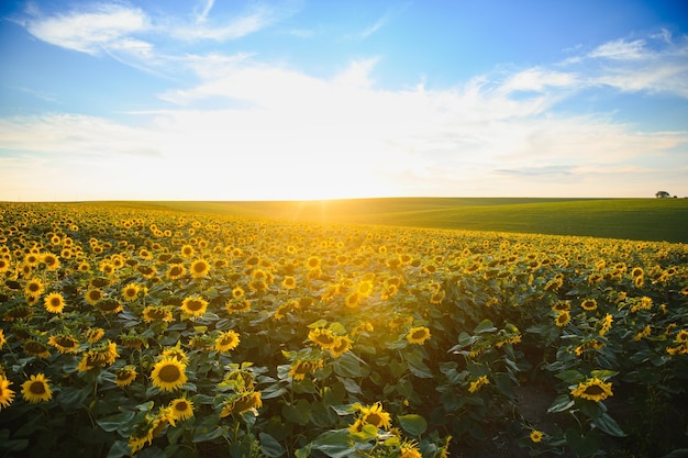 Field of blooming sunflowers on a background sunset