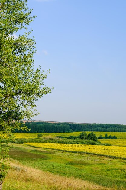 Field of blooming sunflowers on a background sunset