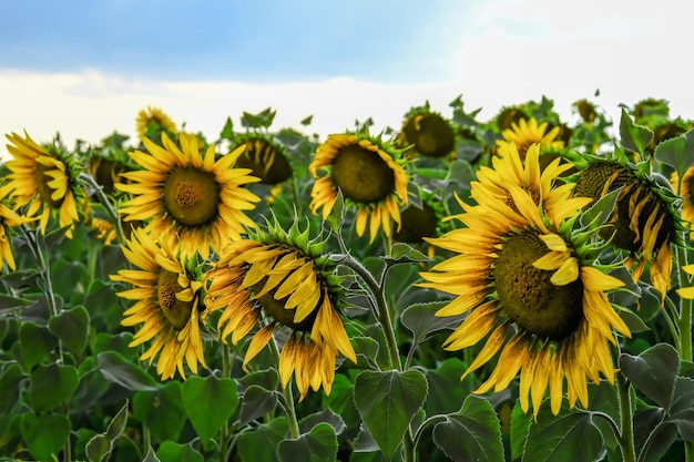 Field of blooming sunflowers on a background sunset