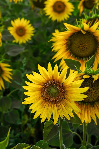 Field of blooming sunflowers on a background sunset