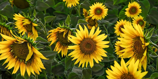 Field of blooming sunflowers on a background sunset