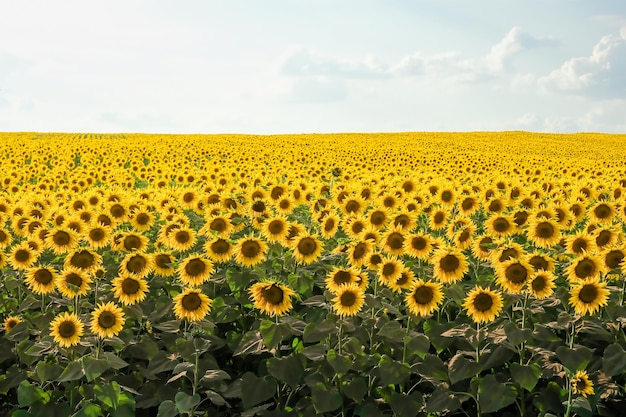 Field of blooming sunflowers on a background sunset