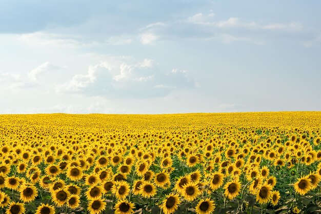 Field of blooming sunflowers on a background sunset