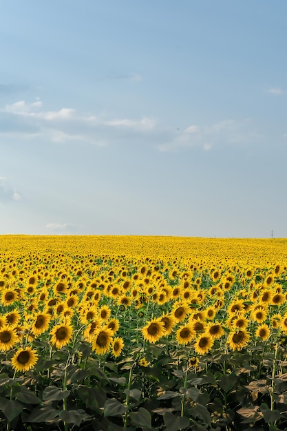 Field of blooming sunflowers on a background sunset