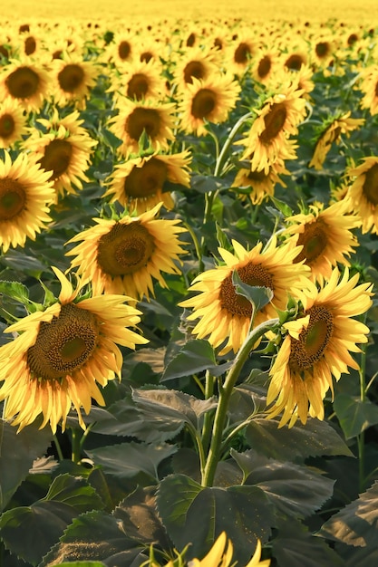 Field of blooming sunflowers on a background sunset