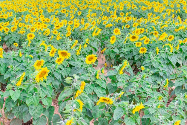 Field of blooming sunflowers in countryside.