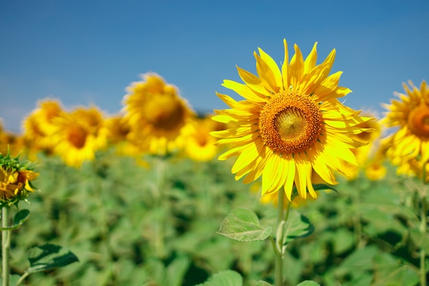 The field of blooming sunflowers on a sky blue background, Beautiful lanscepe in asia.