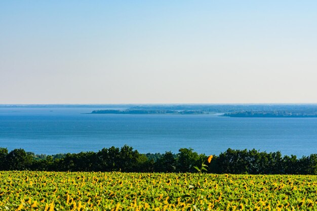 Field of the blooming sunflowers at summer River Dnieper on background Rural landscape