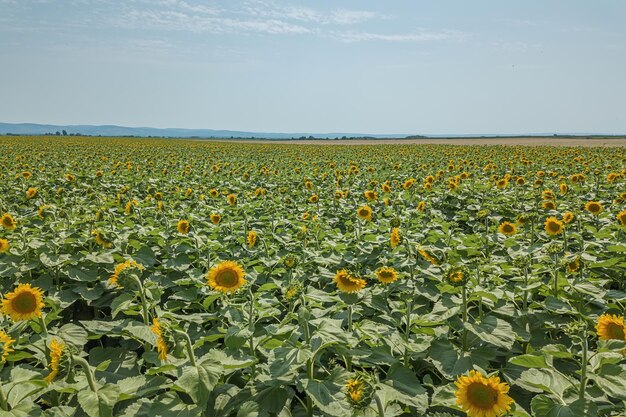 Field of blooming sunflowers. Sunflowers Field.