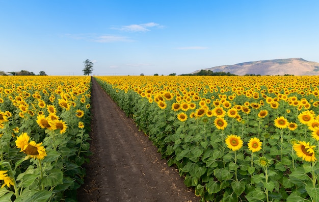 Field of blooming sunflowers with moutain and blue sky